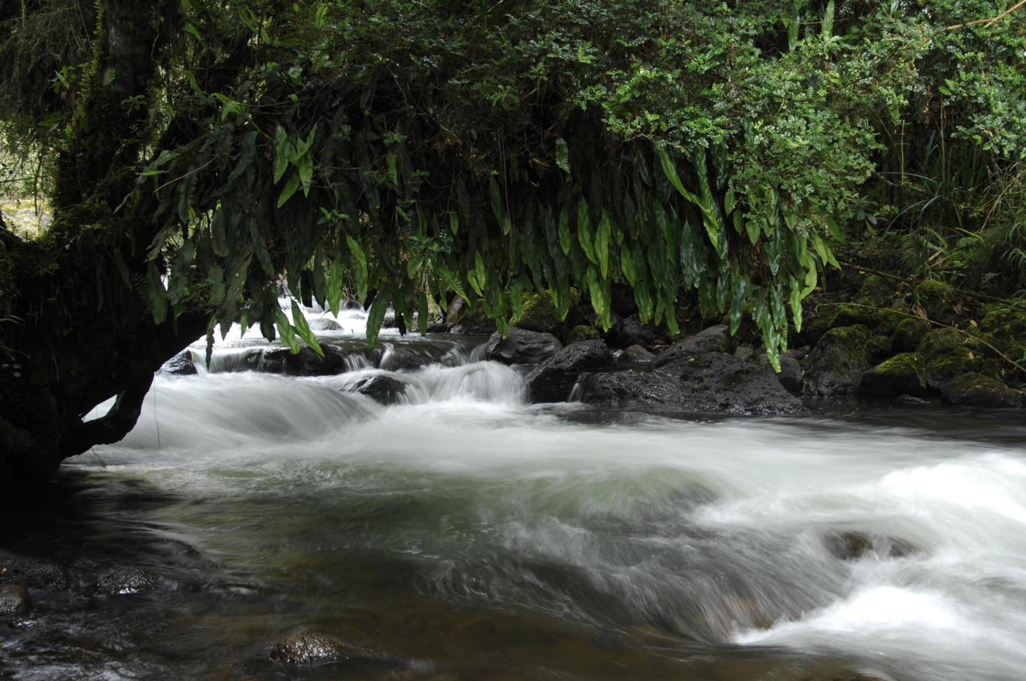 Termas De Papallacta Exterior foto A river in the rain forest
